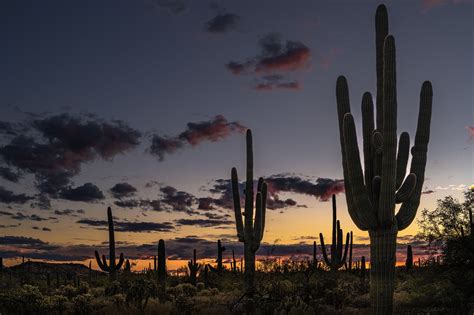 Free Saguaro Cactus Cactus Images Pixabay