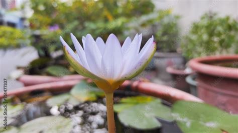 Nymphaea Caerulea Egyptian Blue Water Lily Photo From The Side Stock