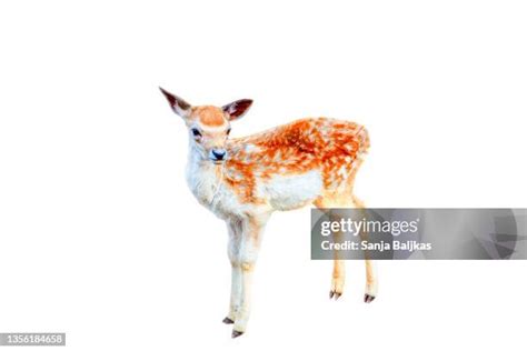 Fawn Photos And Premium High Res Pictures Getty Images