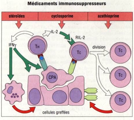 mécanisme immunologique du rejet de greffe