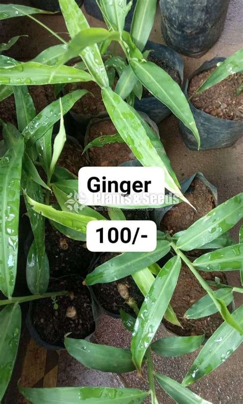 Ginger plants - Plants And Seeds