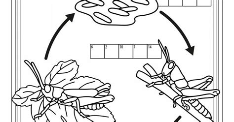 Grasshopper Life Cycle freebie | Life cycles, Grasshopper, Making a model