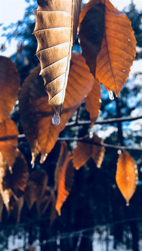 Tick tock goes the clock Drip drop goes the leaves As the wind slowly dances Through the twigs ...