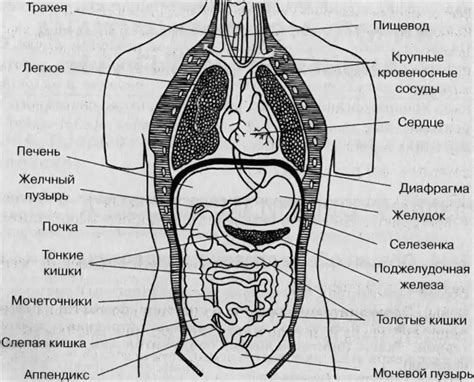 Строение Человека Рисунок (49 Фото)
