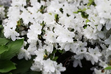 Azaleas Flores Jardín Foto gratis en Pixabay Pixabay