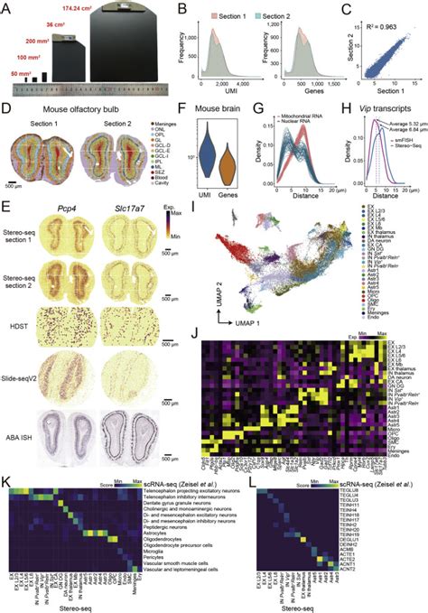 Spatiotemporal Transcriptomic Atlas Of Mouse Organogenesis Using Dna