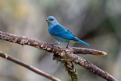 Foto Sanha O De Encontro Azul Thraupis Cyanoptera Por Antonio