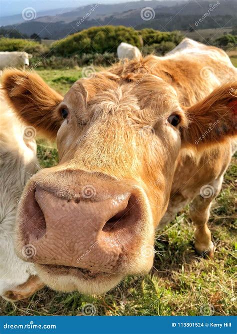 Close Up Of Brown Cow Looking At Camera Stock Photo Image Of Close