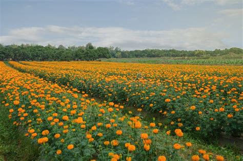 Marigold Is An Economic Cropthey Are Easily Grown Flowers Less