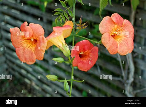 Estuary plants Stock Photo - Alamy