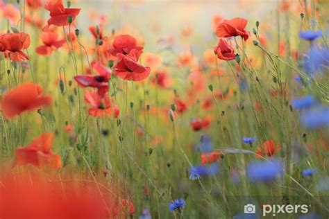 Prydnadskudde Vild Blomster Ng Med Vallmo Och Bl Klint Pixers Se