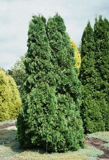 Туя западная Розенталь (Thuja occidentalis Rosenthalii),купить тую ...