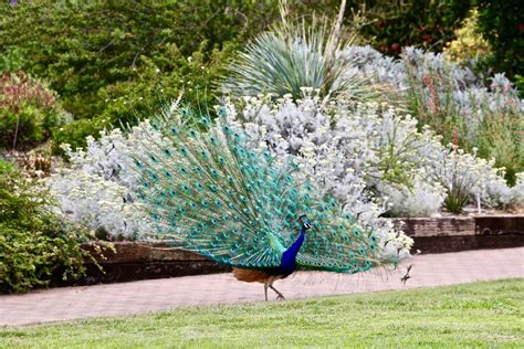 Chasing Peacocks In Los Angeles Los Angeles County Arboretum Roads