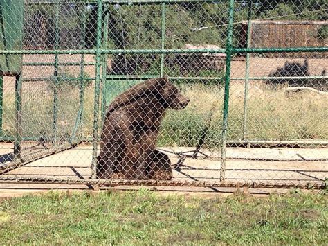 Rocky Mountain Wildlife Park Pagosa Springs All You Need To Know