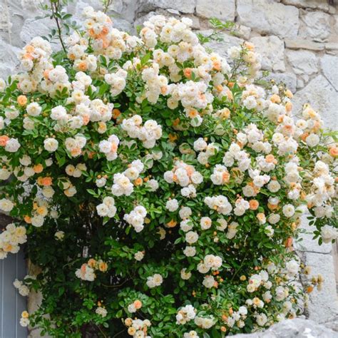 Rosa Rampicante Xl Profumata Gialla Ghislaine De F Ligonde Meilland