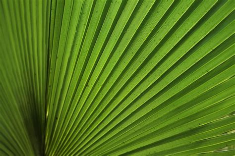 Fond D écran Floral Belles Feuilles Vert Foncé Semblables Aux Rayons Du