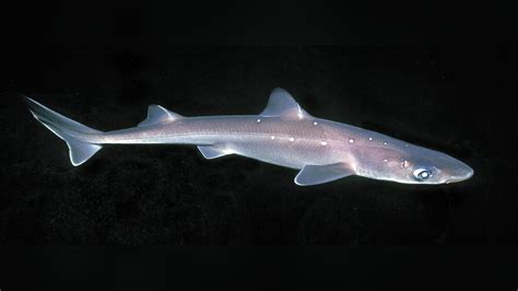 Squalus acanthias Dornhai