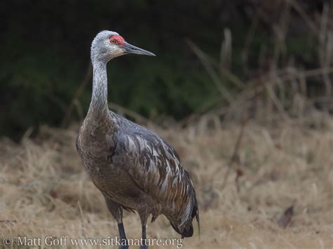 Quest for a White Song Bird – Sitka Nature