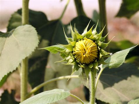 Girasol Capullo De La Flor Foto Gratis En Pixabay Pixabay