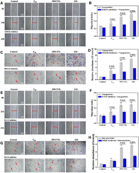 Hmgb1 And Rage Mediated Cell Migration And Invasion In Macrophages Upon