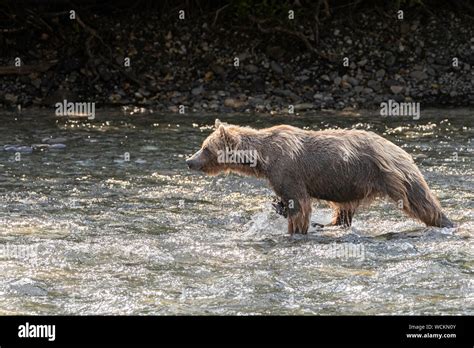 Grizzly Bear In The River Nakina Fishing For Salmon Ursus Arctos