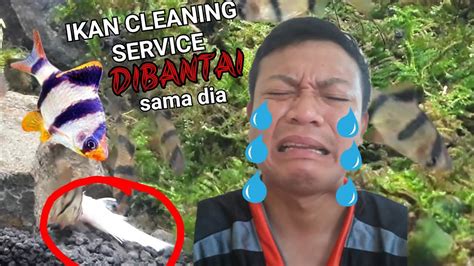 Ikan Sumatera Tiger Barb Fish Ganas Di Aquascape Youtube