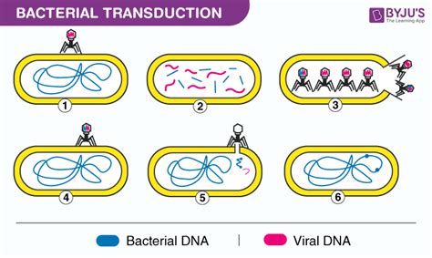 Transduction In Bacteria Definition Types Steps And Advantages