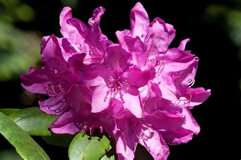 Над 200 безплатни изображения за Ericaceae и Природата - Pixabay