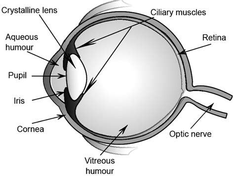 Human Eye Diagram, Structure for Class 10