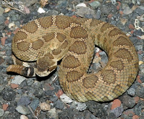 Rattlesnake Sounds and Video