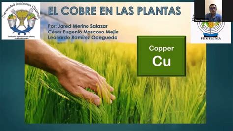 Función del cobre en las plantas El cobre y su rol vital en el mundo