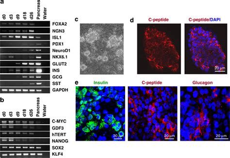 Successful differentiation of human iPS cells into pancreatic... | Download Scientific Diagram
