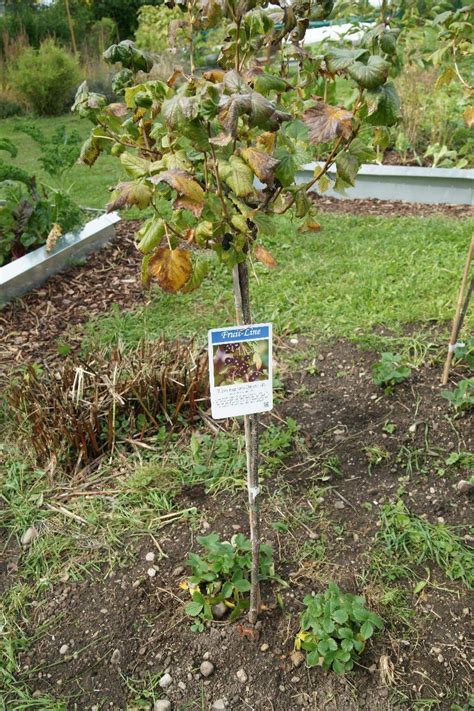 Pflanzaktion Der Ersten Obstb Ume Im Fruchtwaldgarten Schloss