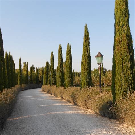 Viveiro Ciprest Plantas Nativas E Ex Ticas Cipreste Italiano Agulha