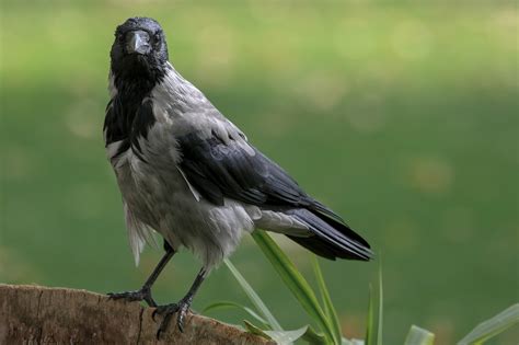 Burung Gagak Berkerudung Foto Gratis Di Pixabay Pixabay