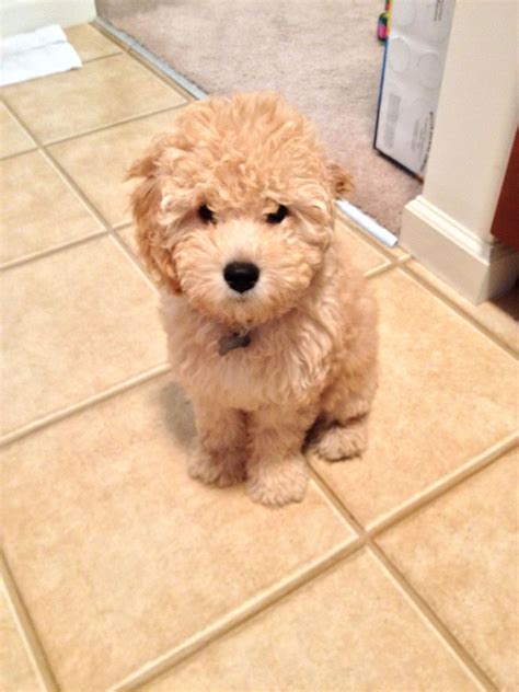 Mini Goldendoodle Goldendoodle Mini Goldendoodle Cute Animals