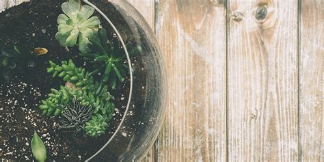 Terrarium Making Workshop Garden In A Jar Oct Ballarat Central