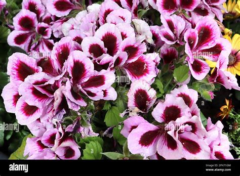 Pelargonium Grandiflorum ‘elegance Regal Patricia Pelargonium Patricia Burgundy Flowers With