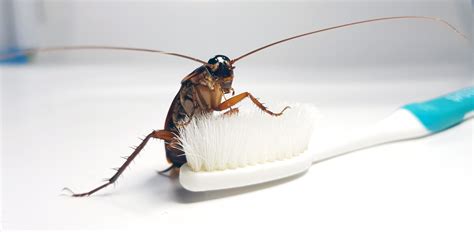 Cockroach Infestations Can Be Difficult To Eradicate Tactical Pest