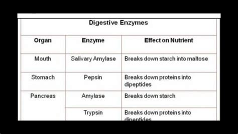 The Digestive Enzymes And Their Functions At Antony Odell Blog