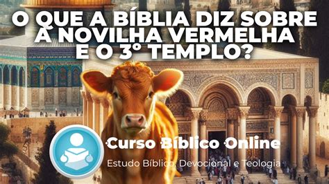 O Que A B Blia Fala Sobre A Novilha Vermelha E O Terceiro Templo De