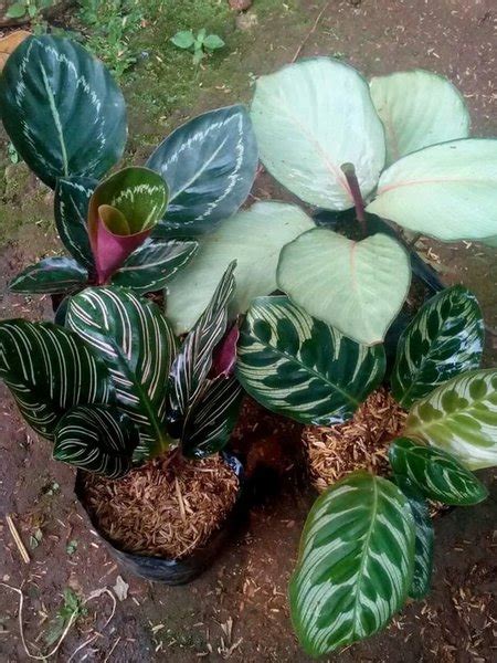 Jual Paket Tanaman Hias Calathea Makoyana Green Lipstik Silver Di