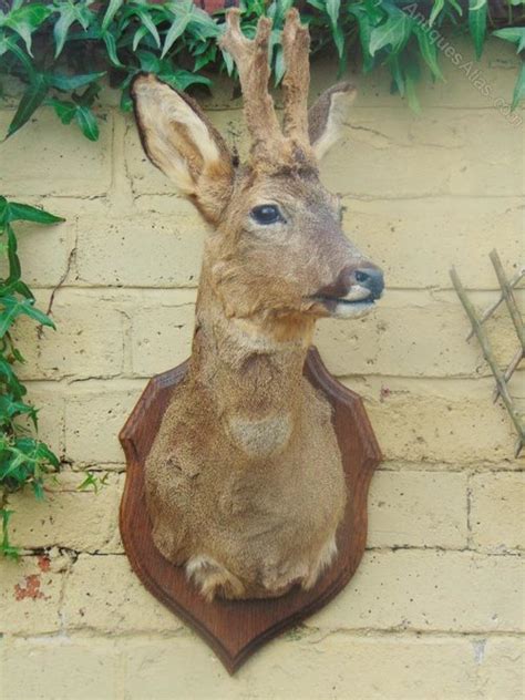 Antiques Atlas Pretty Roe Deer Taxidermy Mount Antlers In Velvet