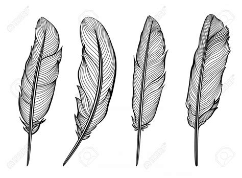 White Feather Vector at Vectorified.com | Collection of White Feather