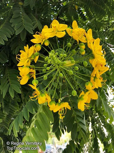 Cassia Leptophylla Gold Medallion Tree Golden Medallion Tree