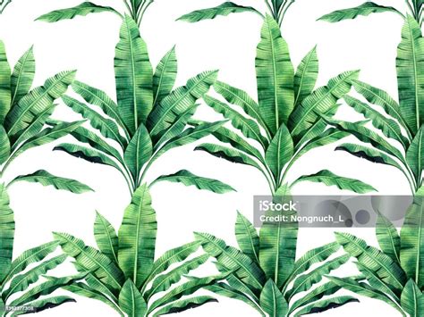 Watercolor Painting Tree Banana Leaves Seamless Pattern On White Backgroundwatercolor Hand Drawn