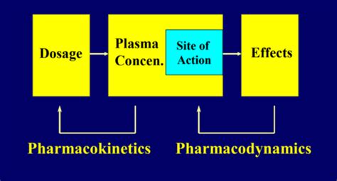 6 Principles Pharmacokinetics Flashcards Quizlet