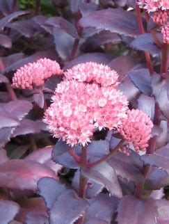 Rozchodnik Wielki Purple Emperor Sedum Telephium Fiore Ogrody