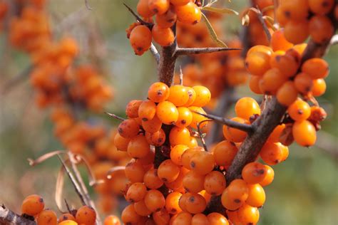 11 Ways Sea Buckthorn Oil Can Help You Stay Healthy The Golden Phae