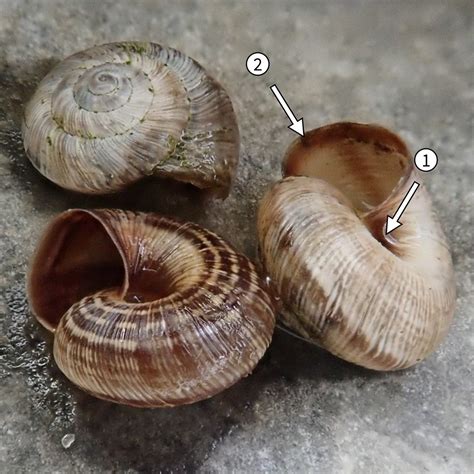 Ödland Heideschnecke bestimmungsrelevante Merkmale Flickr